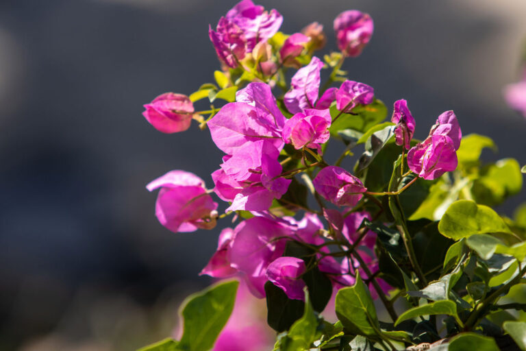 Swellendam holiday home